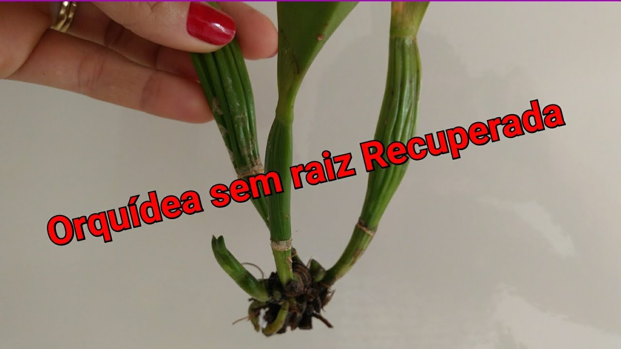 COMO SALVAR ORQUIDEA SEM RAIZ