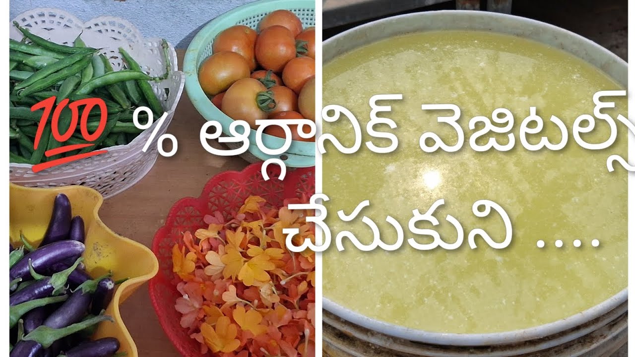 ఆర్గానిక్ వెజిటల్స్ హార్వెస్ట్  చేసుకుని మంచి ఫర్టిలైజర్ & పెస్టిసైడ్ ఇచ్చుకుందాం.....