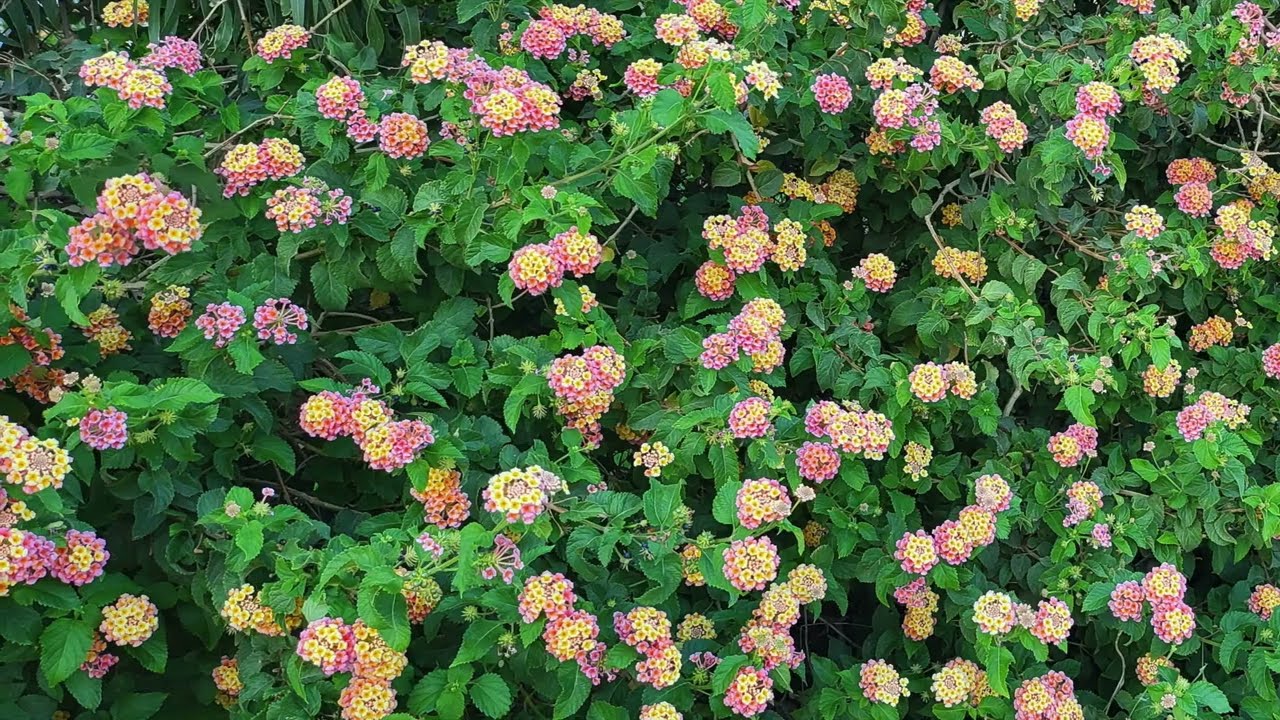 Hapimag Damnoni Crete