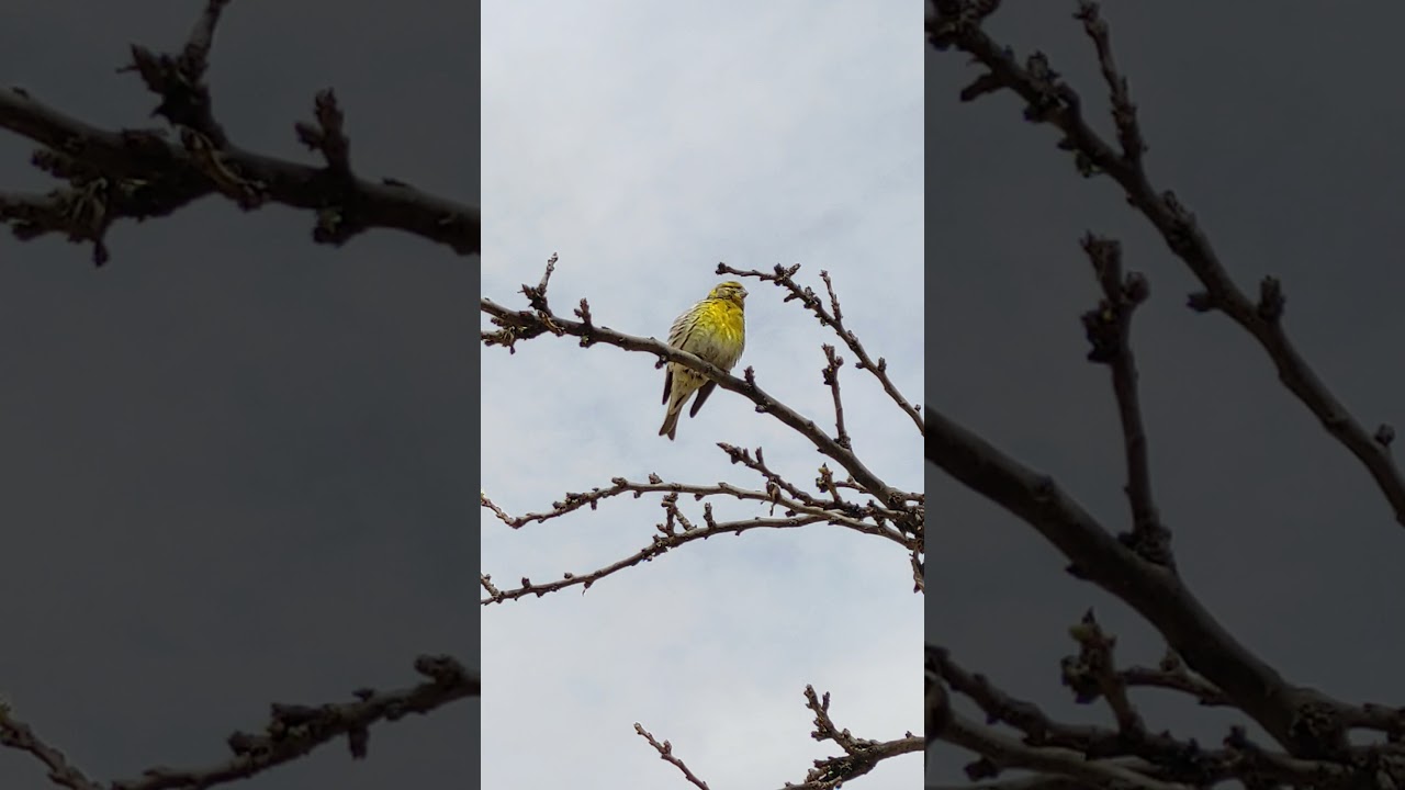 serin cini , بسبوس، سمريس