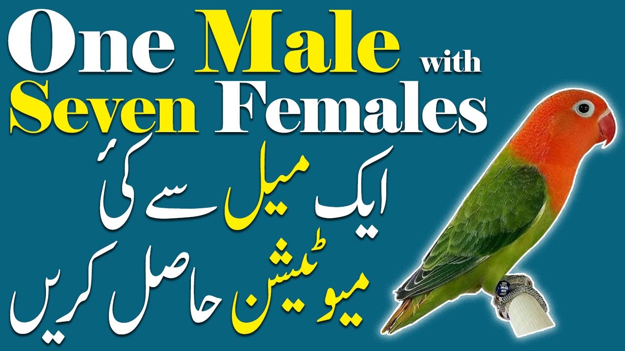 How to Pair 1 Male with 7 Female in Lovebirds For Producing Different Mutation. Video No. 557