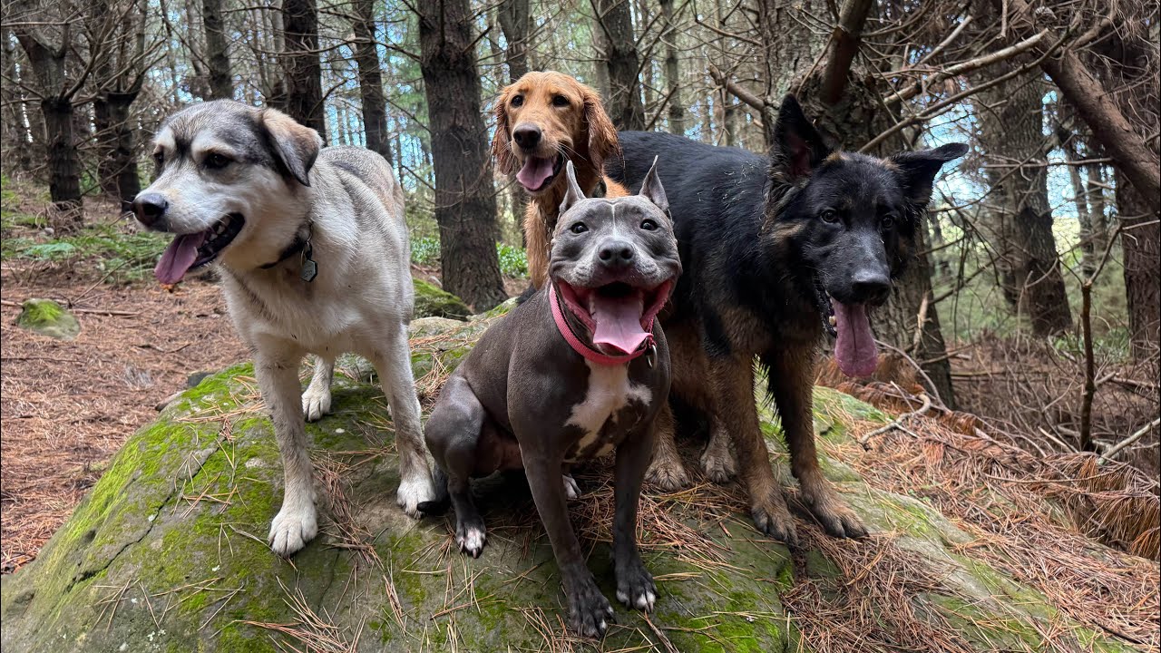 Dogs day out🤪🐾