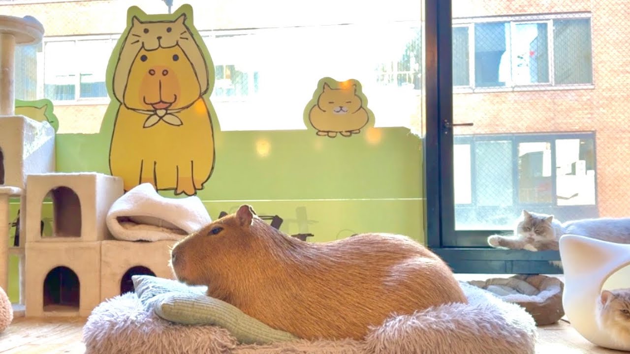 Capybara Cafe, где капибары и кошки живут в гармонии♪ [Токио, Япония]