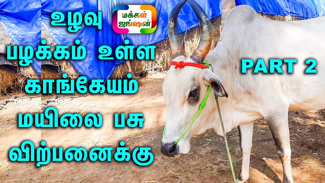உழவு பழக்கம் உள்ள காங்கேயம் மயிலை பசு விற்பனைக்கு || SIVAGIRI CATTLE FARM || காளைவளர்ப்பு || PART 2