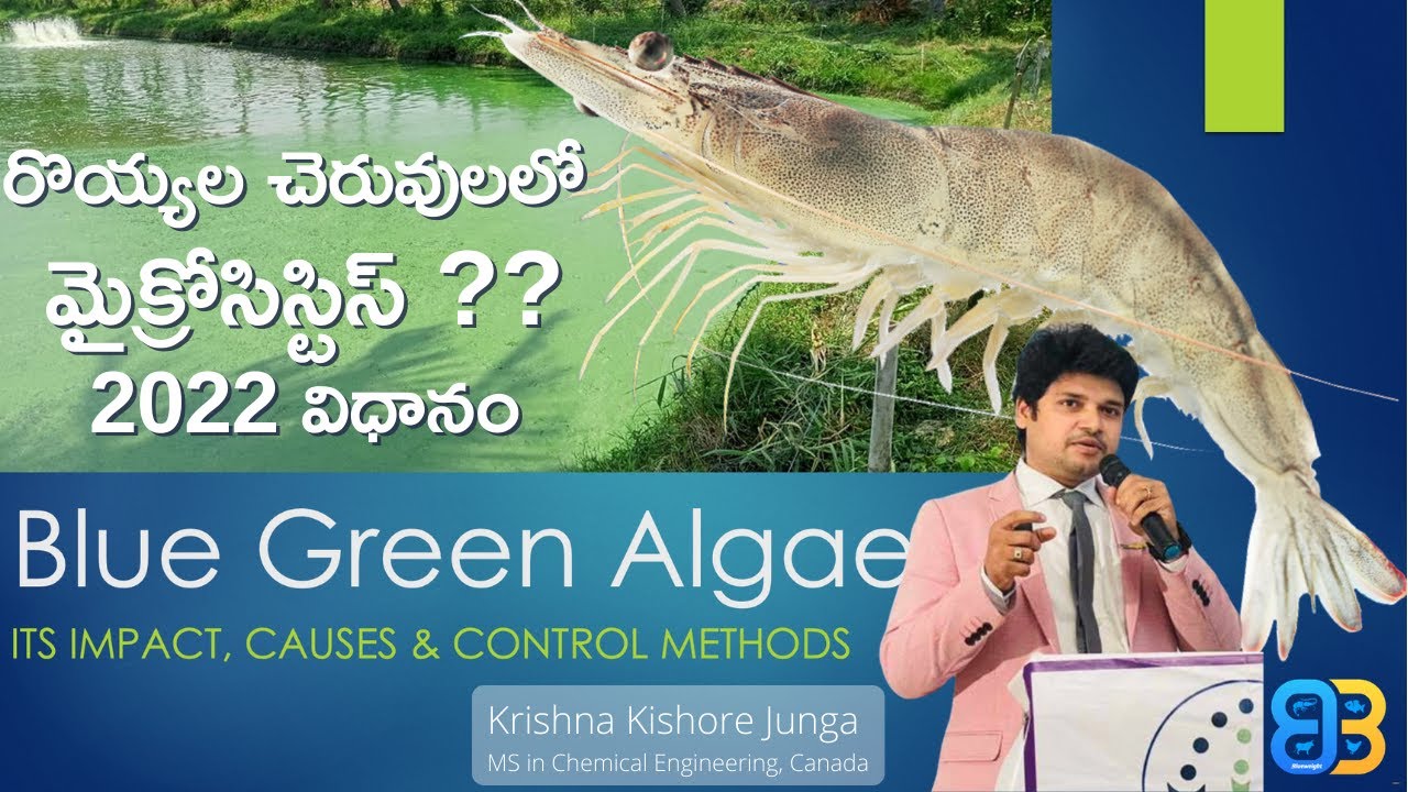 Modern 2022 Approach To Solve Microcyst in Aquaculture (తెలుగు) By Krishna Kishore Junga, Blueweight