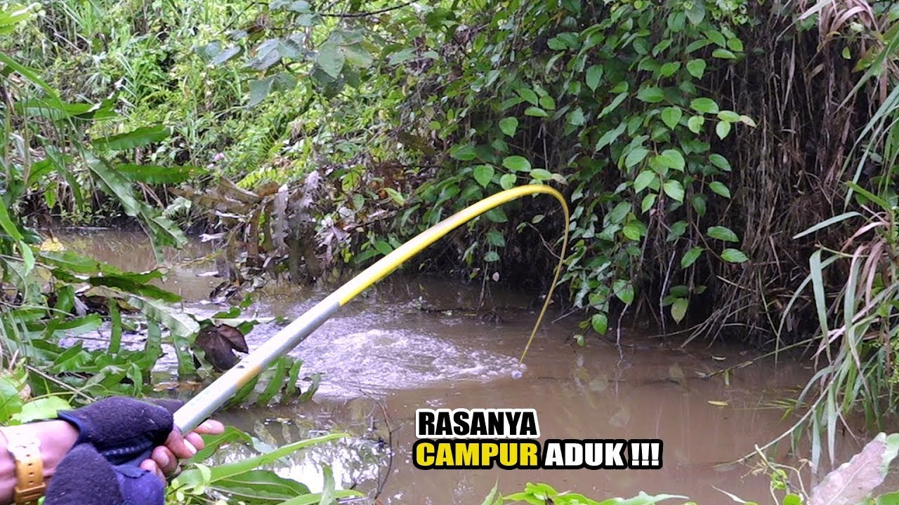 Modal yakin!!! Akhirnya pemancing berhasil melumpuhkannya #SG-468