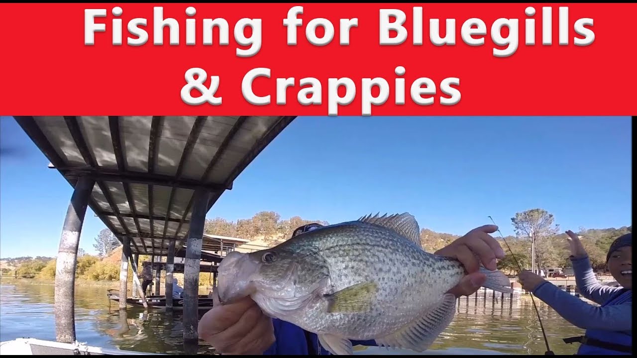 Fishing for Bluegills and Slab Crappie - Clear Lake California