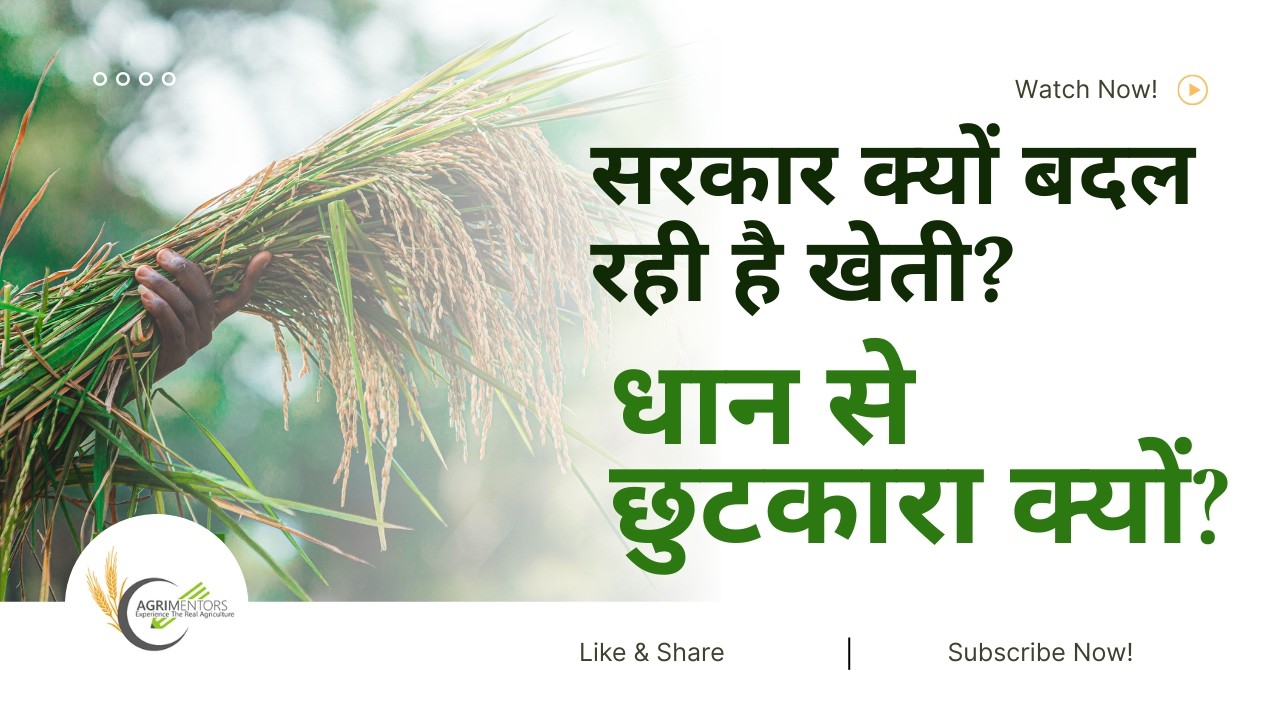 सरकार क्यों चाहती है किसान धान छोड़ें? | Crop Diversification Programme Deep Analysis