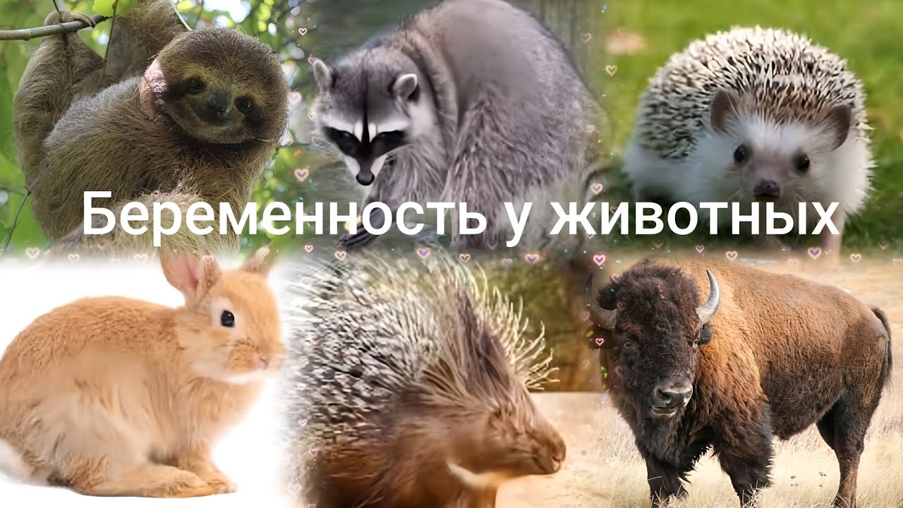 Беременность у животных: сроки и вес при рождении #animals #top #shortvideo #shorts #short #youtube