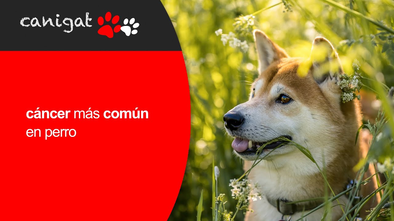 El c&aacute;ncer en perros 🐶 e informaci&oacute;n sobre c&aacute;ncer m&aacute;s com&uacute;n en perro #veterinaria #perros 🦮🐈