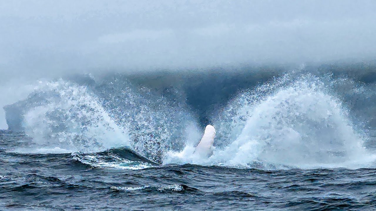Whales Watching Newfoundland 2