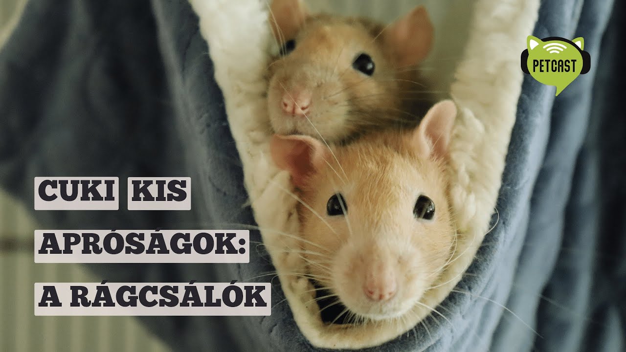 Cuki kis apróságok: a rágcsálók – De nem könnyű őket jól tartani!