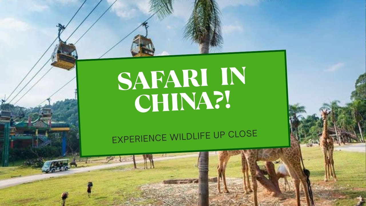 Guangzhou’s Biggest Safari Park | Adventure & Animal Encounters (Part 2)