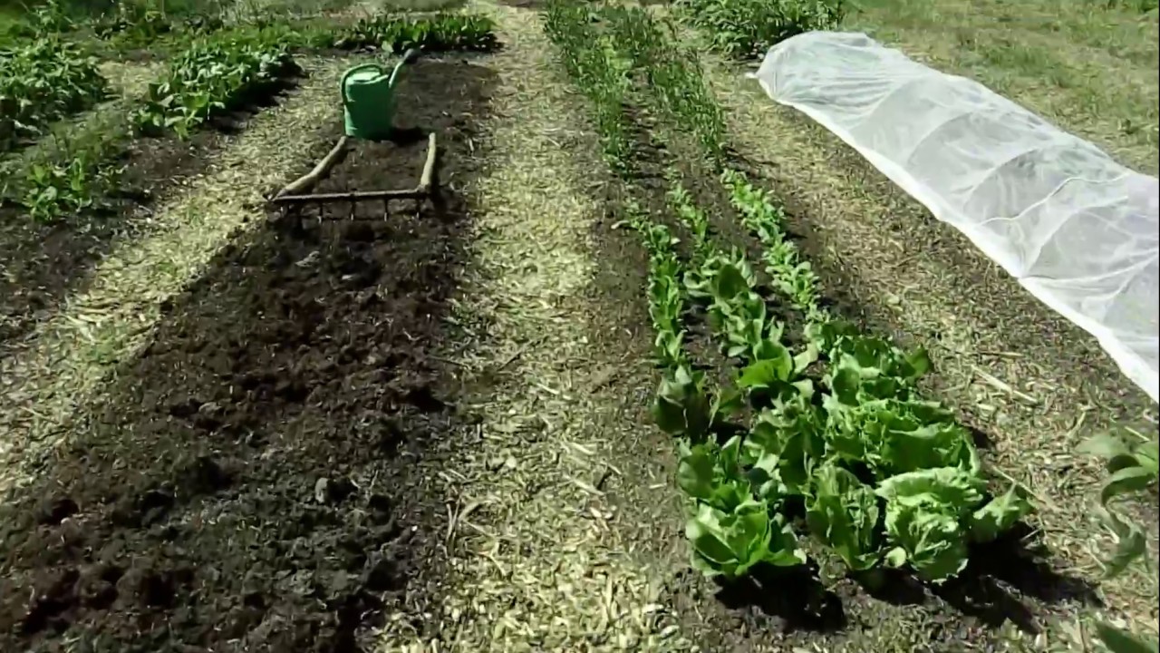 No-dig, czyli uprawa warzyw w kompoście, druga partia broilerów.