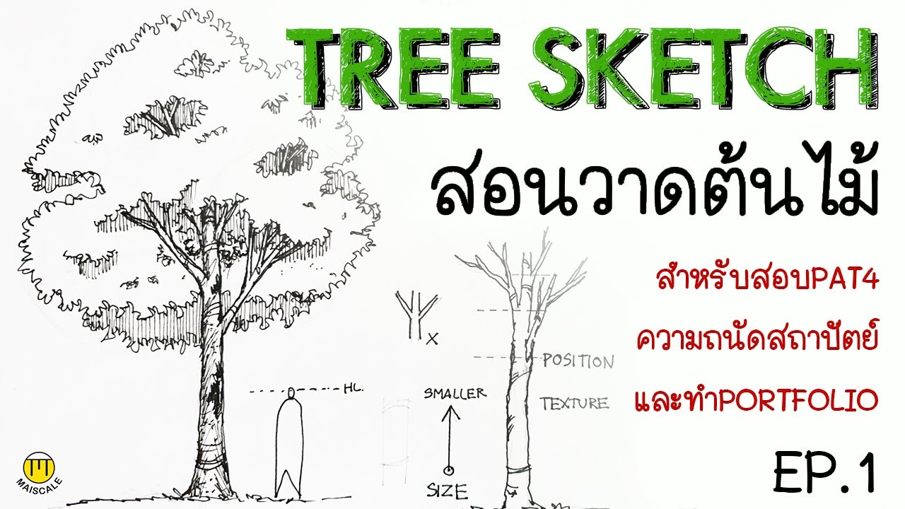 Tree sketch วาดต้นไม้  ใช้สอบPAT4