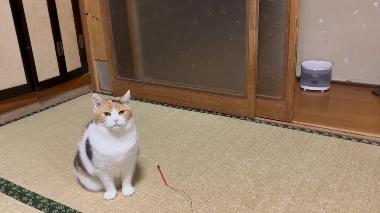 【三毛猫】大好きなおやつの新フレーバーが楽しみなミケ（2025年10月15日）