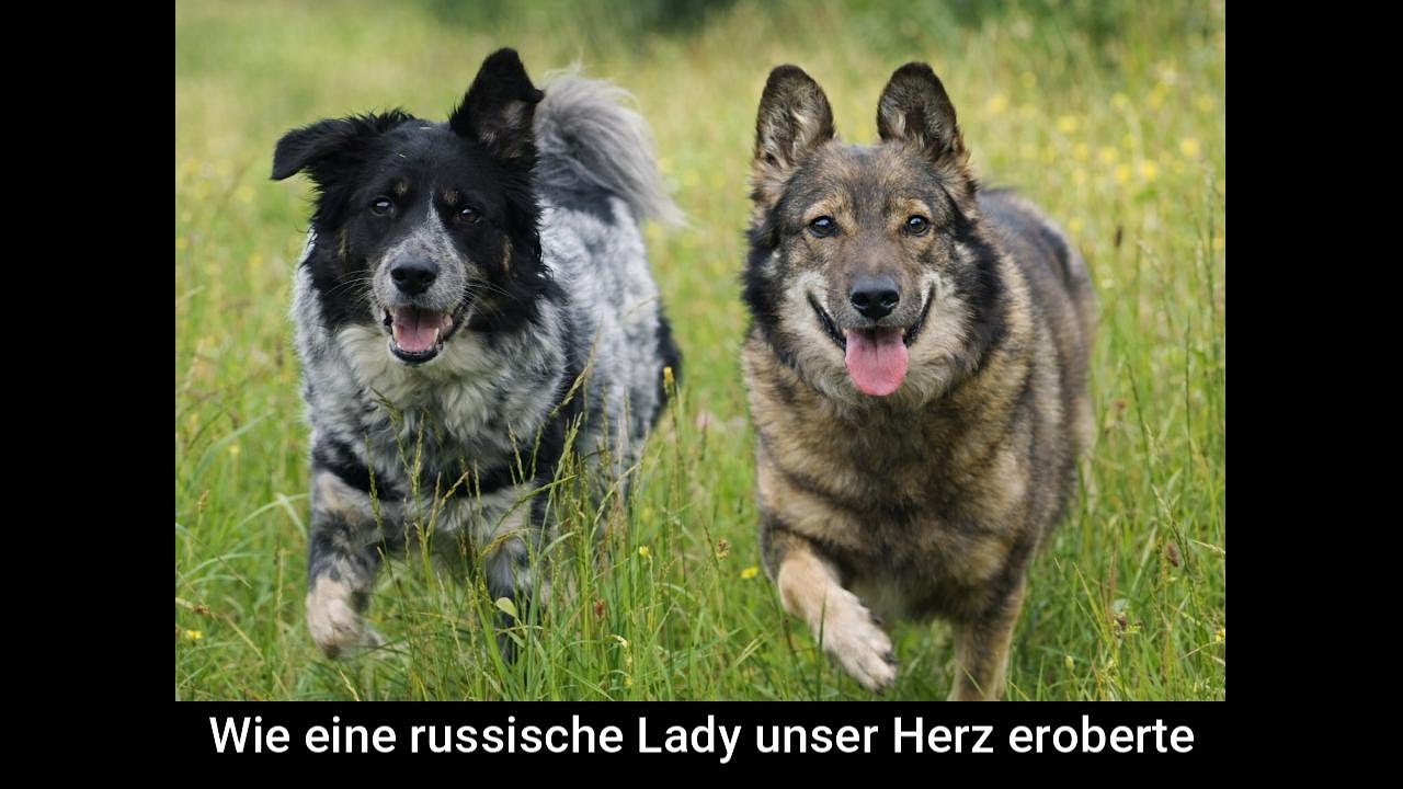 Wie eine russische Lady unser Herz eroberte - Eine Hundegeschichte aus dem Tierschutz RTiN