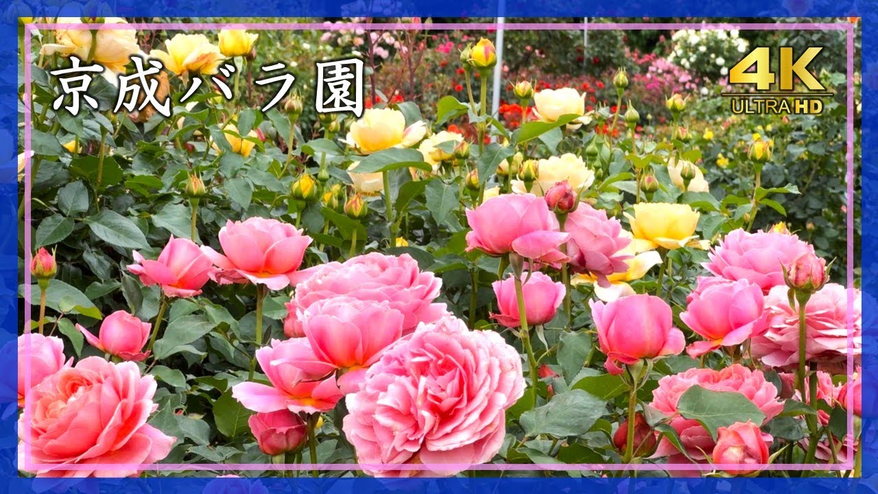 2025年5月9日 京成バラ園（千葉県八千代市）🌹春の美しさがピークに、色と香りに包まれる癒しのひととき【4K】