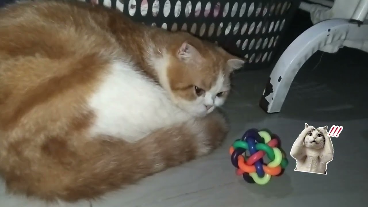 ANAK KUCING GENDUT INI PUNYA ANAK LUCU!! #anakkucing #kucinglucu #kitten #kucinggendut 