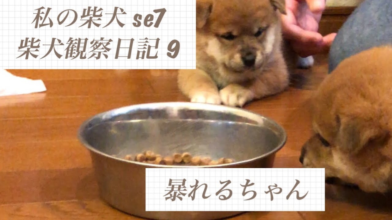 私の柴犬 se7 柴犬 柴犬観察日記 9 暴れるちゃん