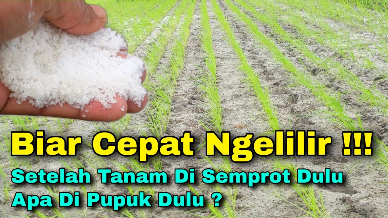 Setelah Tanam Di Semprot Dulu Apa Di Pupuk Dulu❓Jangan Sampai Keliru Apa Sih alasannya