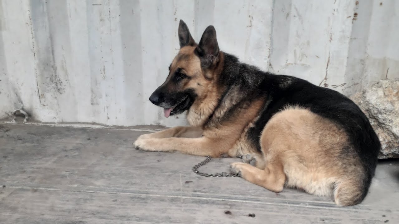 GUIDE TO STARTING A PROFITABLE DOG BREEDING