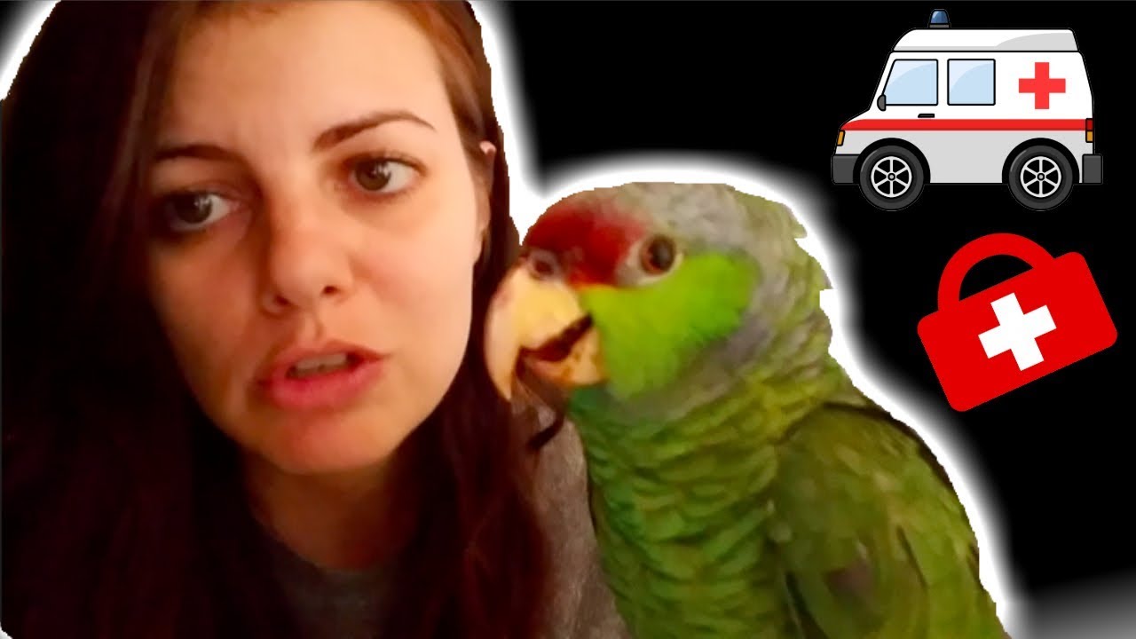 I FOUND A PARROT BLEEDING FROM HIS MOUTH SUFFERING HEAD TRAUMA | PART #1 |My emergency Parrot care