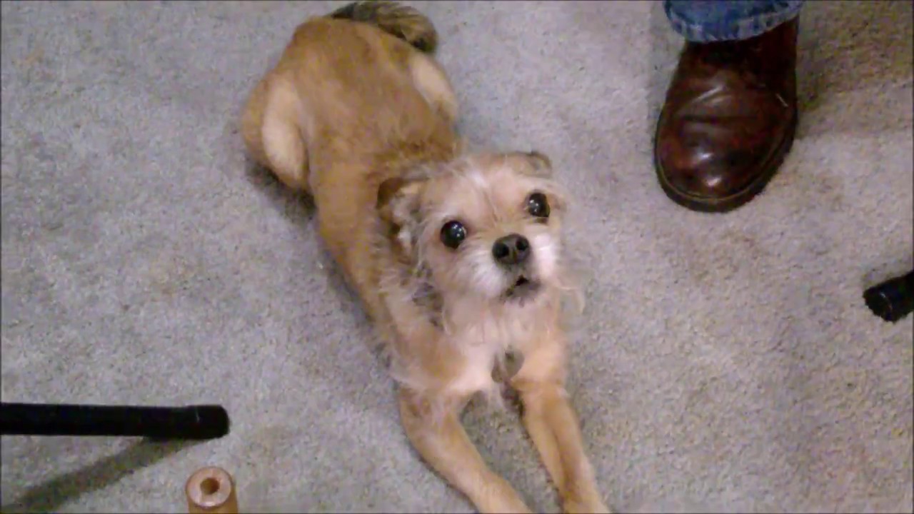 Ottis and Riff's Singing Blues Dog Ren