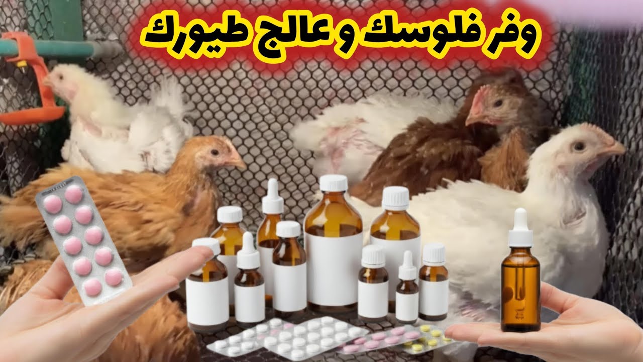أهم وأقوى 10 أدوية بشرية لعلاج الفراخ والبط مع البدائل.. الكنز في بيتك هيوفر فلوسك ويغنيك عن البيطري
