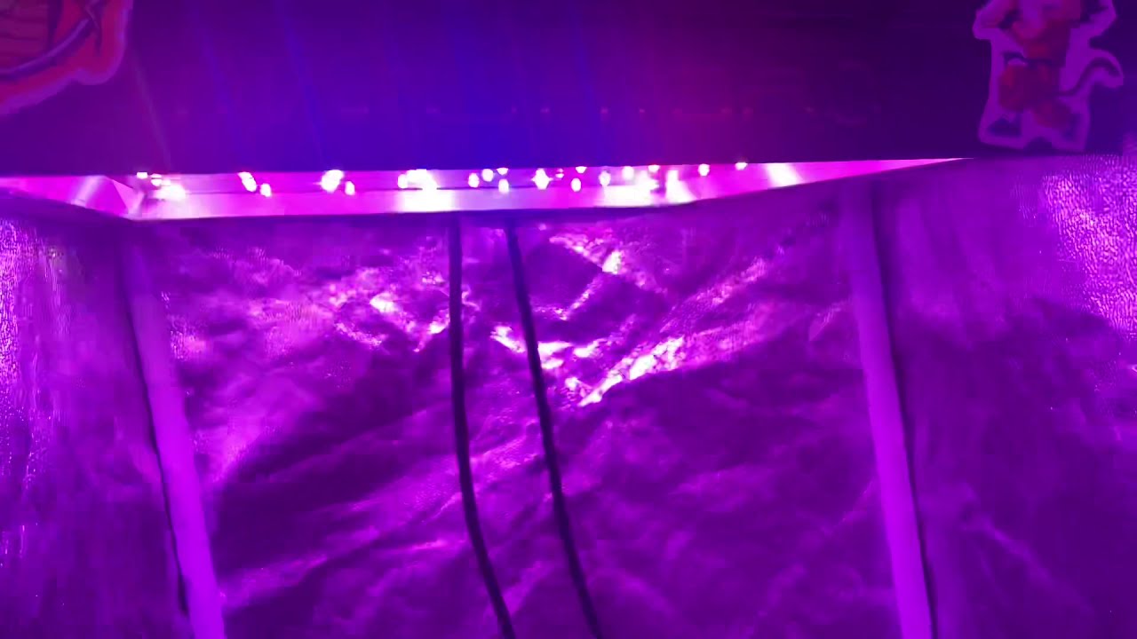 Mars Hydro grow journal eco300 day 26 of veg platinum Gorilla, 16x16 inch tent DWC