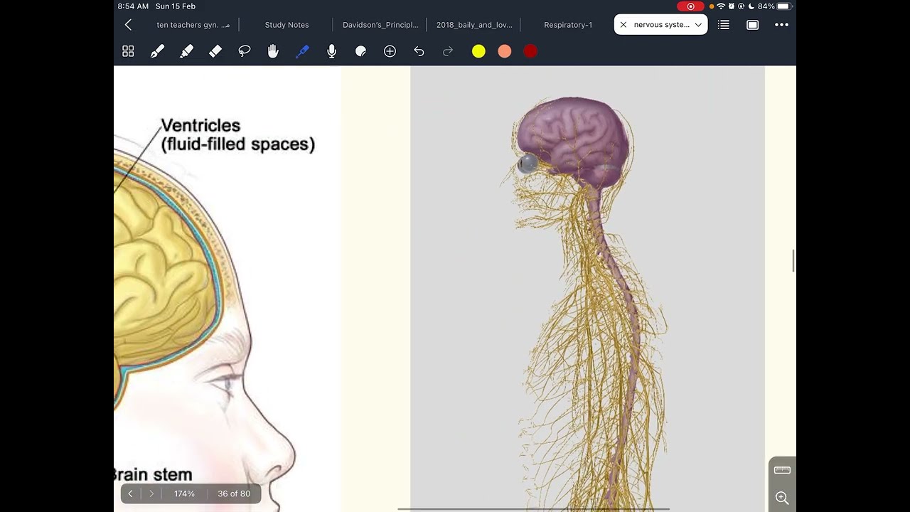 Nervous system 3