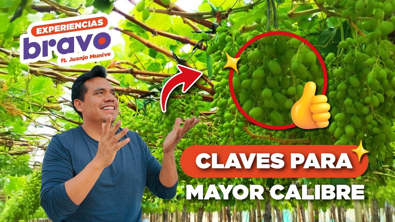 Claves de crecimiento de bayas en uva de mesa | Sweet Globe & Scarlotta | ExperienciasBravo 5 | Pt.1