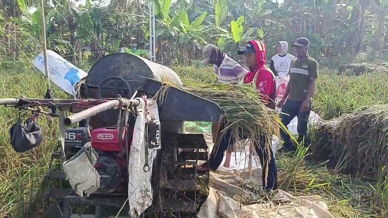 Panen Poktan Wargi Mekar Desa Tegalsawah Kecamatan Karawang Timur