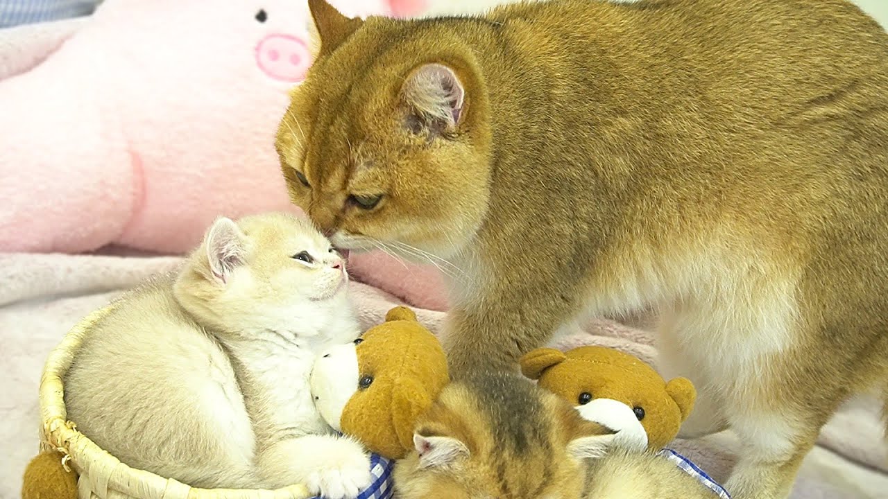Dad Cat gently approached and took care of each kitten in turn 🩷