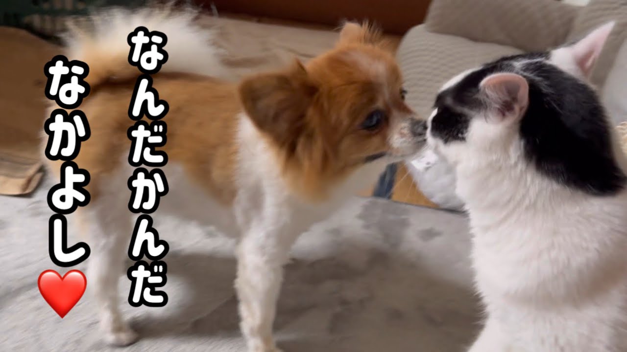 どうしても猫と遊びたい犬の行動が可愛すぎた…！