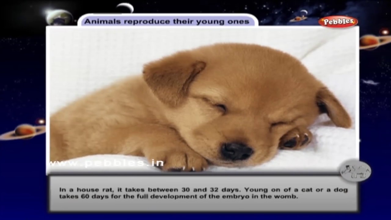 EVS For Class 4 | Environmental Science | Animals Helps in Many Ways