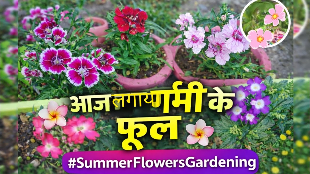 Aaj Garden Mein Lagaye Summer Flowers 🌸 | Garmi Mein Khilenge Rang-Birange Phool#flowers #summer 