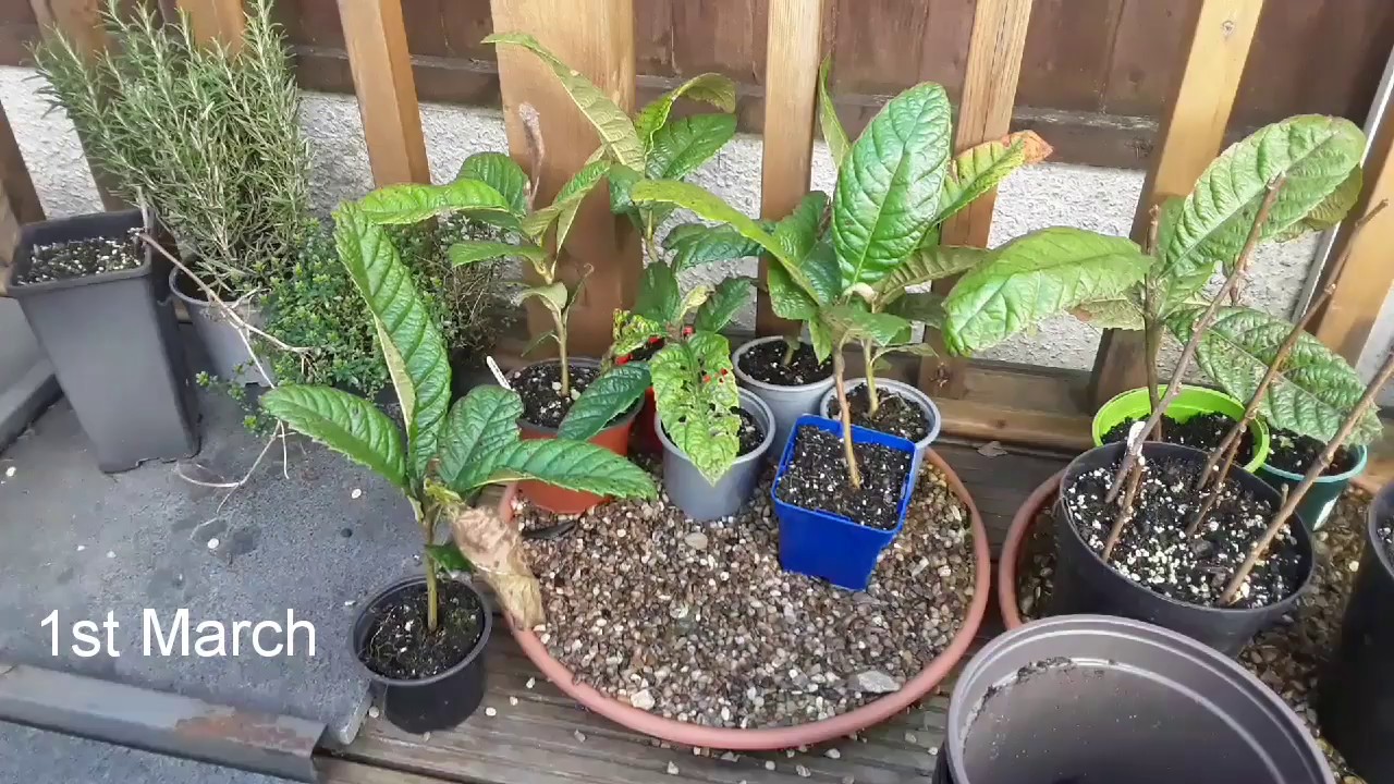Japanese loquat UK, repotting my seedlings