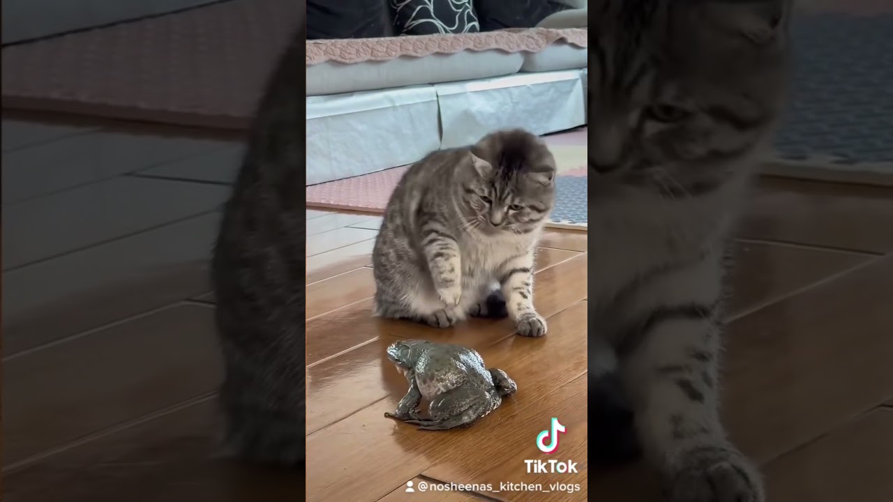 Frog screaming at the cat #shorts #shortsfeed #catlover #frog #funnyanimals #animals