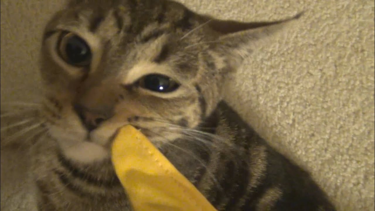 Mr. Meowgi Vs. Catnip Banana