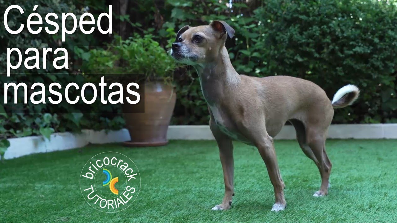 Reparar baldosas e instalar césped artificial mascotas (Bricocrack)