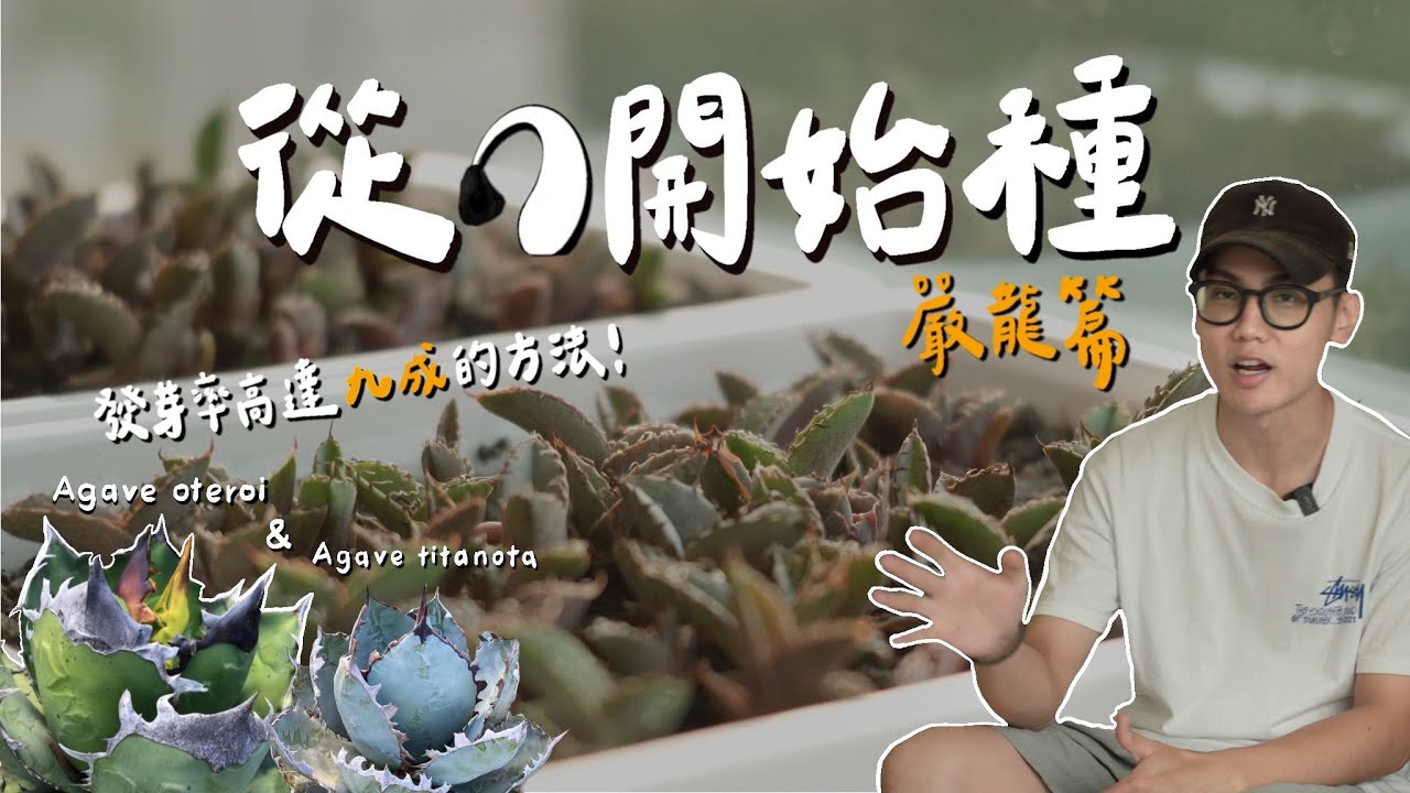 實生藍/綠皮嚴龍！這方式發芽率竟9成以上！沒想到半年可以長這麽大？各顆表現都不同！Agave titanota / oteroi 【從零開始種-嚴龍篇Ep.01】