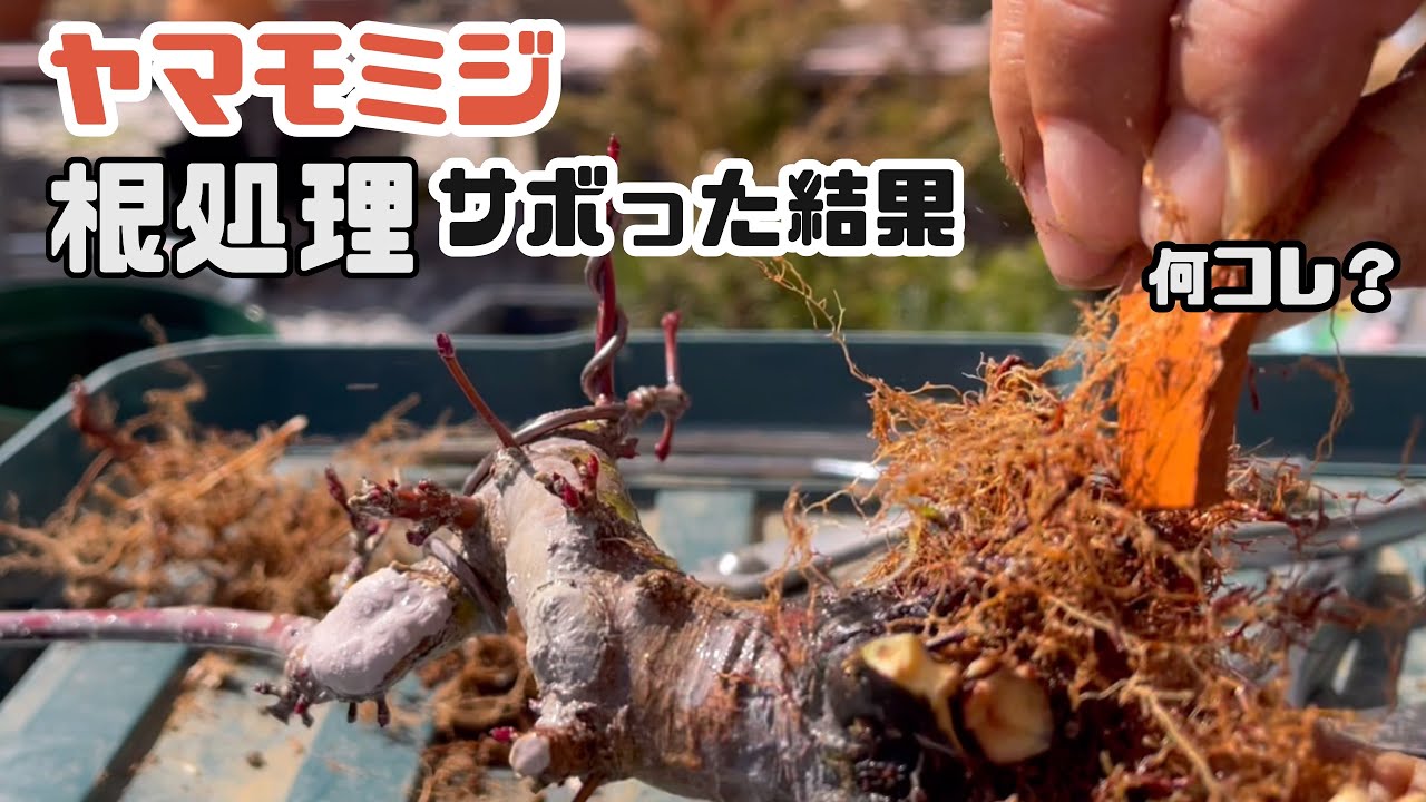 【モミジ】植え替え。太根を処理で発根促し盤根をめざす。japanese maple bonsai