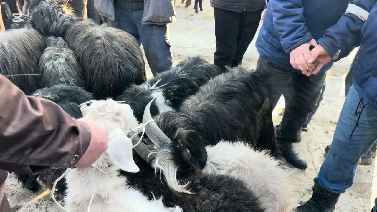 Narxlar Tushganmi? Angren mol bozori 12.03.26 qoylar qatori #fermeruz #molbozor #qoybozor #qoy #rek 