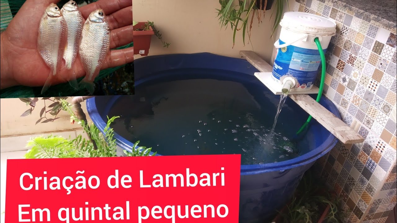 CRIA&Ccedil;AO DE LAMBARI EM CAIXA D'GUA QUINTAL PEQUENO @LagodeBacia