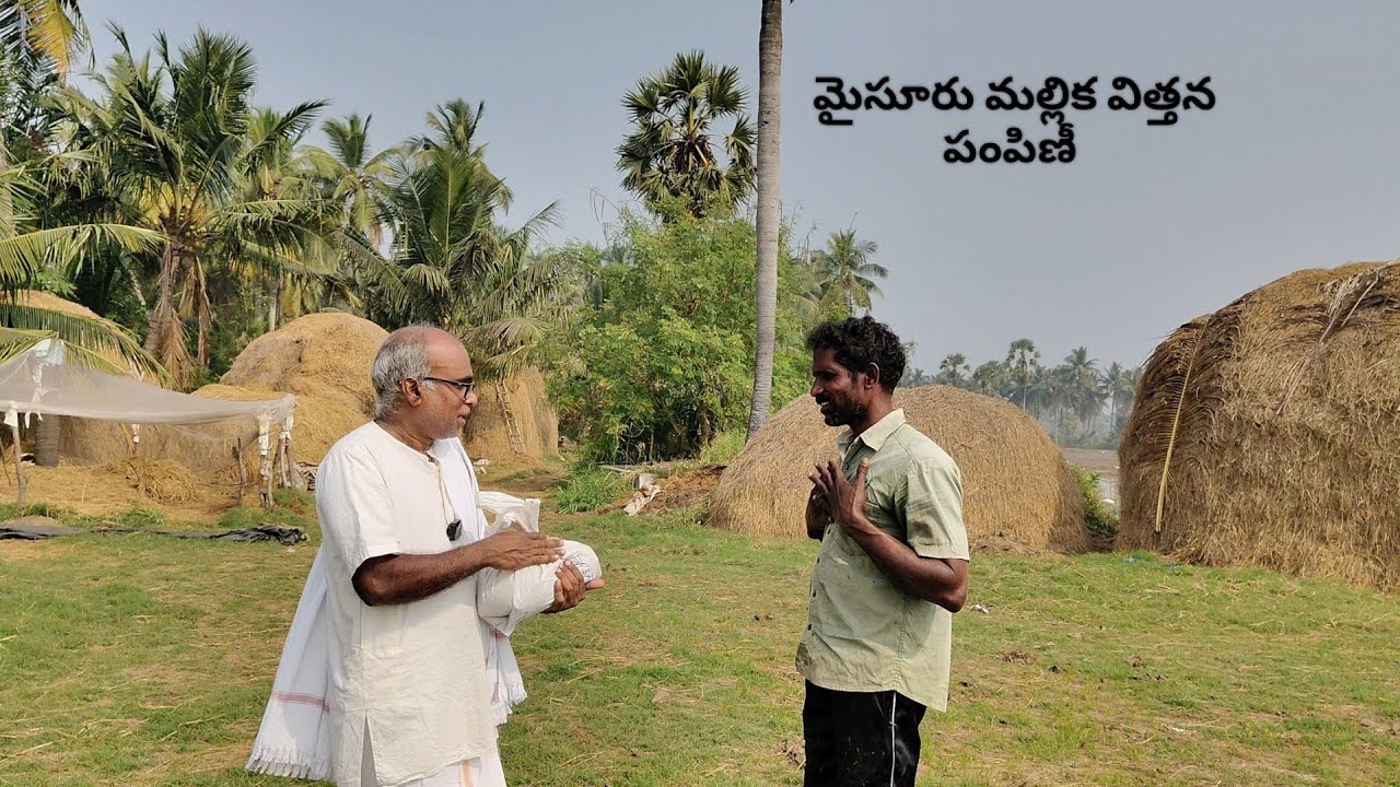 Y రాము గారికి మైసూరు మల్లిక విత్తన పంపిణీ 