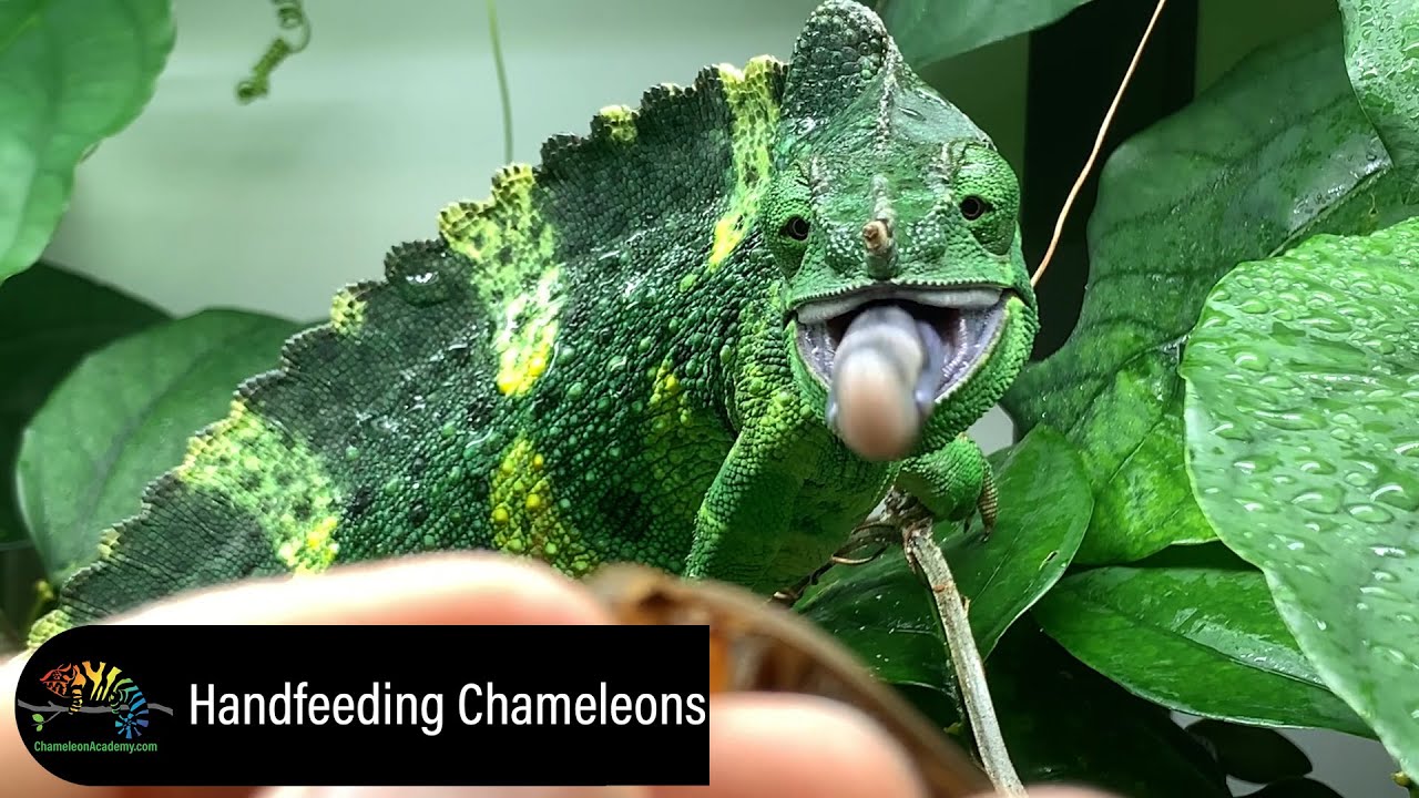 Hand feeding Chameleons