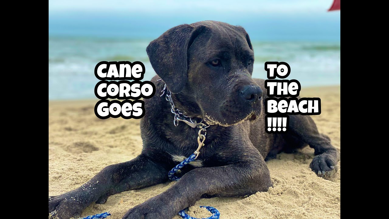 Puppy's First Time At The Beach! Cane Corso 7 Months Old!