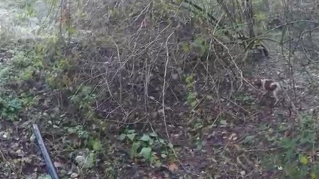 Caccia alla beccaccia : in ferma il  Breton Benito - Stops woodcock - Arr&ecirc;te b&eacute;casse - Detiene