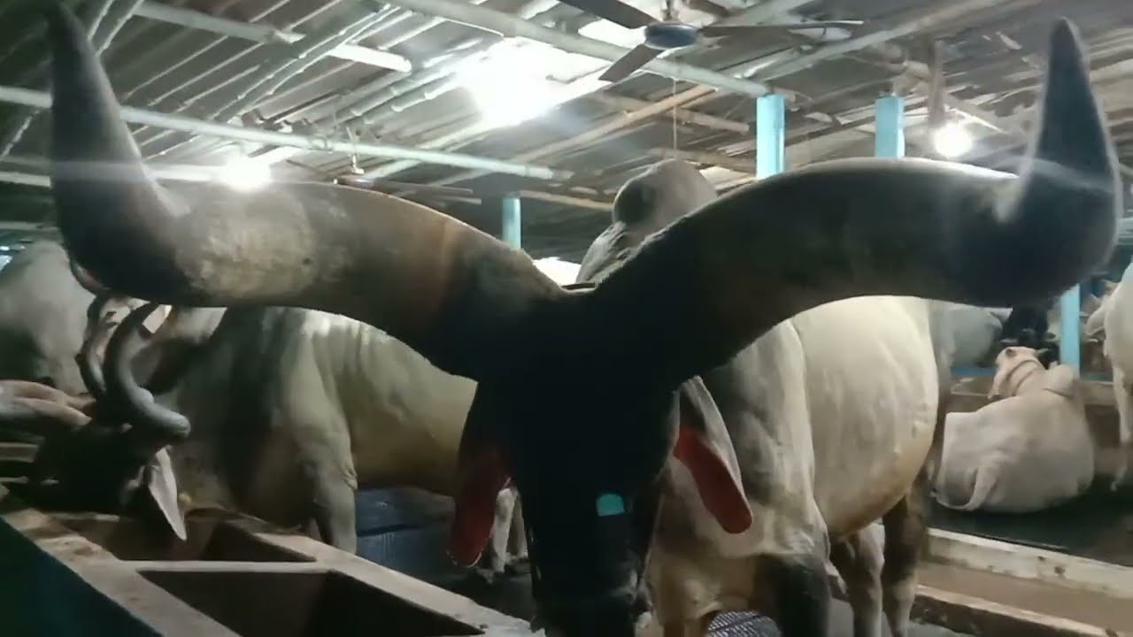 Bahubali Kankarej 2023 # Hossain Dairy Farmk 👍🧐